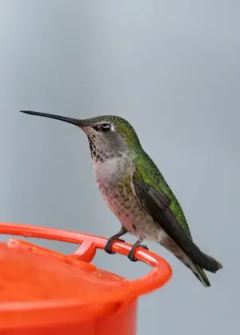Enable 30 add — thumbnail 1